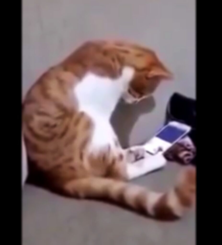 gatto vede un video e abbraccia telefono