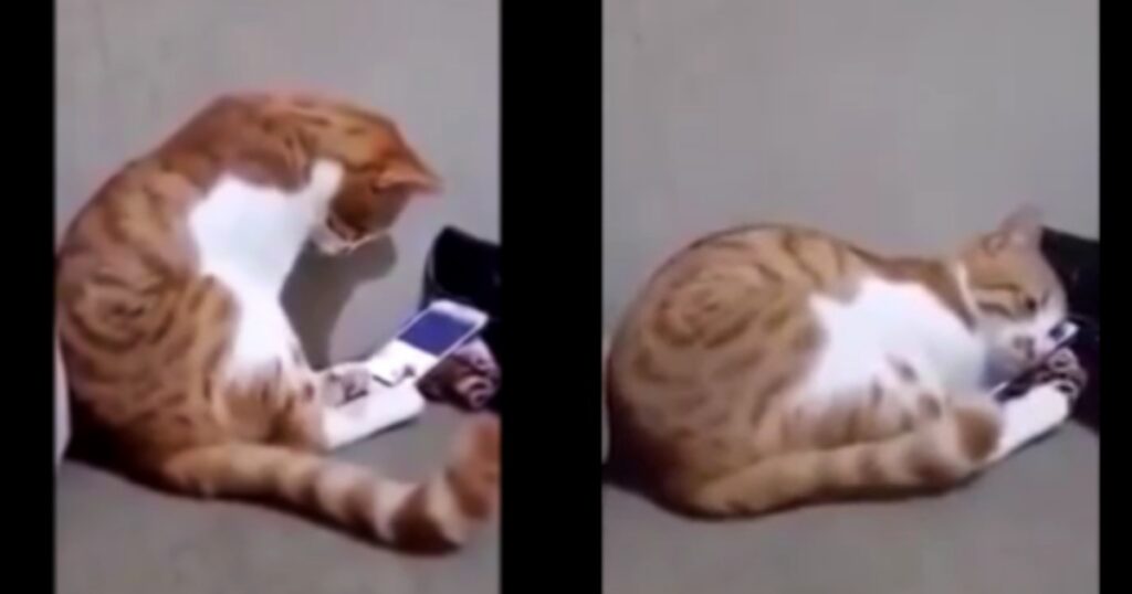 gatto vede un video e abbraccia telefono