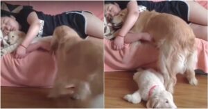 Golden Retriever gelosissimo non accetta che il suo proprietario faccia le coccole a un altro cucciolo (VIDEO)