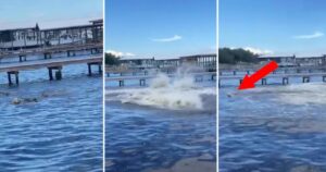 Momenti di panico per la padrona: il cagnolino si getta in mare e trova un gruppo di lamantini impazziti (VIDEO)