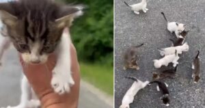 Uomo si ferma per salvare un gattino in strada e viene assalito da un esercito di cuccioli (VIDEO)