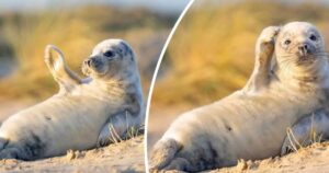 Un adorabile cucciolo di foca in posa sulla spiaggia “saluta” il fotografo (FOTO)