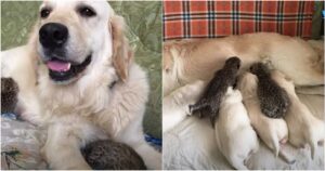 Golden Retriever adotta dei cuccioli di tigre bianca nello zoo del Kansas (VIDEO)