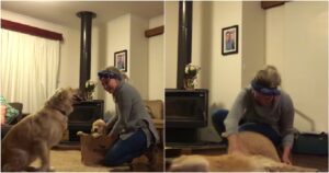 Golden Retriever anziano riceve un cucciolo a sorpresa e la sua reazione commuove il web (VIDEO)