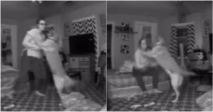 Golden Retriever soccorre la proprietaria ubriaca e la rimette a letto (VIDEO)