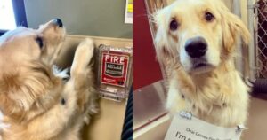 Golden Retriever attiva l’allarme antincendio in un hotel e intervengono i vigili del fuoco