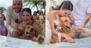 Coppia sceglie il loro Golden Retriever come testimone per il matrimonio, usando la sua impronta come firma