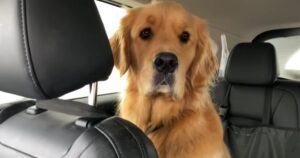 Golden Retriever è felice di festeggiare il suo compleanno con il suo papà umano in modo speciale (VIDEO)