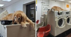 Golden Retriever della lavanderia non riesce a non riposare sopra ogni lavatrice