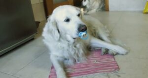 Golden Retriever difende il suo ciuccio quando la sua proprietaria tenta di toglierglielo (VIDEO)