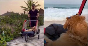 Uomo porta il suo Golden Retriever con disabilità al mare e il video è davvero toccante