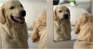 Golden retriever fa smorfie davanti allo specchio e il filmato diventa virale