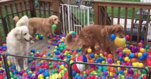 Golden Retriever festeggiano il loro compleanno con una festa davvero speciale (VIDEO)