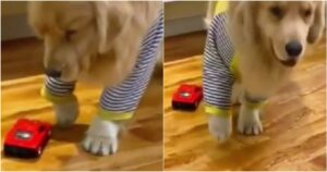 Golden Retriever finge di essere ferito dopo essere stato “colpito” da una macchinina (VIDEO)