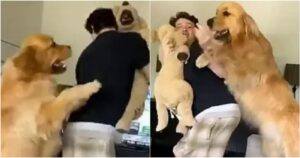 Golden Retriever geloso non accetta che il suo proprietario dia attenzioni a qualcun altro (VIDEO)