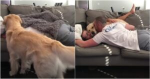 Golden Retriever geloso non accetta che i suoi proprietari si facciano le coccole senza di lui (VIDEO)