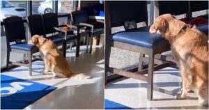 golden retriever guarda i video sul telefono al veterinario