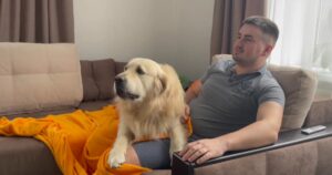 Golden Retriever guarda un film horror con il suo proprietario e cerca di proteggerlo (VIDEO)