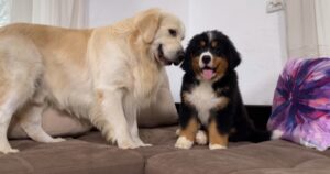 Golden Retriever ignorato fa di tutto per attirare l’attenzione del suo fratellino (VIDEO)