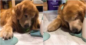 Golden Retriever impara ad usare il dispenser del cibo è l’esilarante (VIDEO)