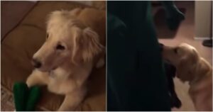Golden Retriever impazzisce quando vede il suo giocattolo preferito prendere vita (VIDEO)
