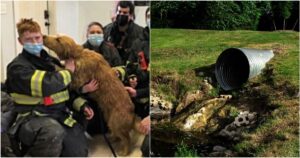 Golden Retriever intrappolato in un tubo di scarico ghiacciato viene salvato dalla polizia e dai vigili del fuoco