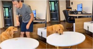 Golden Retriever mangia un premio senza l’autorizzazione del proprietario e quello che fa dopo è sorprendente (VIDEO)