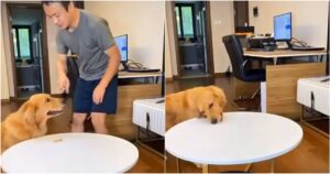 Golden Retriever mangia un premio senza l’autorizzazione del proprietario e quello che fa dopo è sorprendente (VIDEO)