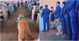 Golden Retriever partecipa al matrimonio dei suoi proprietari il video commovente