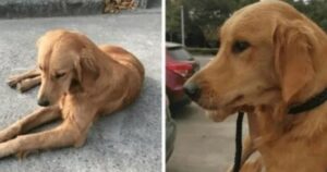 Golden Retriever percorre 60 miglia in due settimane per tornare dalla sua famiglia (VIDEO)