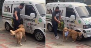 Golden Retriever prende il cestino del pranzo ogni volta che scende dal pulmino del suo asilo per cani (VIDEO)