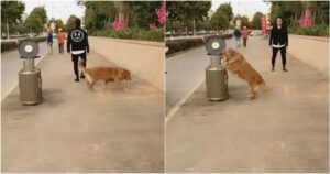 Golden Retriever non può fare a meno di raccogliere la spazzatura per strada e rimetterla a posto