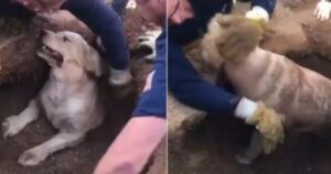 Golden Retriever rimane bloccato in una buca per rincorrere la sua pallina mentre giocava