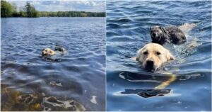 Golden Retriever salva una marmotta arenata e la riporta a riva