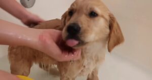 Golden Retriever cucciolo fa il bagnetto per la prima volta (VIDEO)