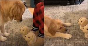 Golden Retriever scambia le pantofole per dei cuccioli, l’emozionante video