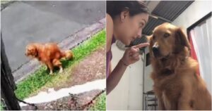 Golden Retriever scoperto a defecare nel giardino del vicino viene sgridato e ci rimane male (VIDEO)
