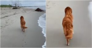 Golden Retriever sfila come un vero modello e il filmato diventa virale (VIDEO)