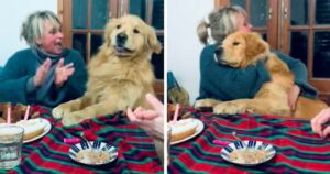 Golden Retriever si emoziona quando la sua famiglia si riunisce per cantargli buon compleanno (VIDEO)