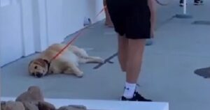 Golden Retriever smette di camminare durante la passeggiata e si rifiuta di andare avanti (VIDEO)