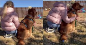 Golden Retriever trova da solo la tomba del suo proprietario la prima volta che va a fare visita al cimitero (VIDEO)
