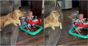 Golden Retriever ulula per calmare il fratellino umano quando piange (VIDEO)