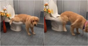 Golden Retriever utilizza il bagno come una persona (VIDEO)