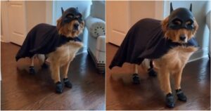 Golden Retriever vestito da Batman si rifiuta di togliere il suo costume di Halloween (VIDEO)