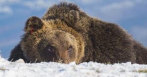 Juan Carrito è morto: l’orso che ha fatto innamorare in tutta Italia è stato investito da un auto