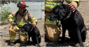 Labrador da salvataggio è scappato a causa dei fuochi d’artificio, tutti temono per la sua salute