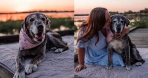 Labrador di 19 anni viene adottato e può trascorrere i suoi ultimi giorni felice e spensierato