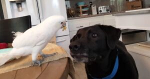 Labrador e un cacatua hanno uno strano rito abituale la mattina (VIDEO)