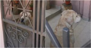 Labrador ignora la sua proprietaria per punizione per averlo lasciato a casa da solo (VIDEO)