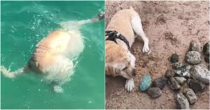 Labrador salva dei sassi in un fiume, immergendosi completamente nell’acqua (VIDEO)